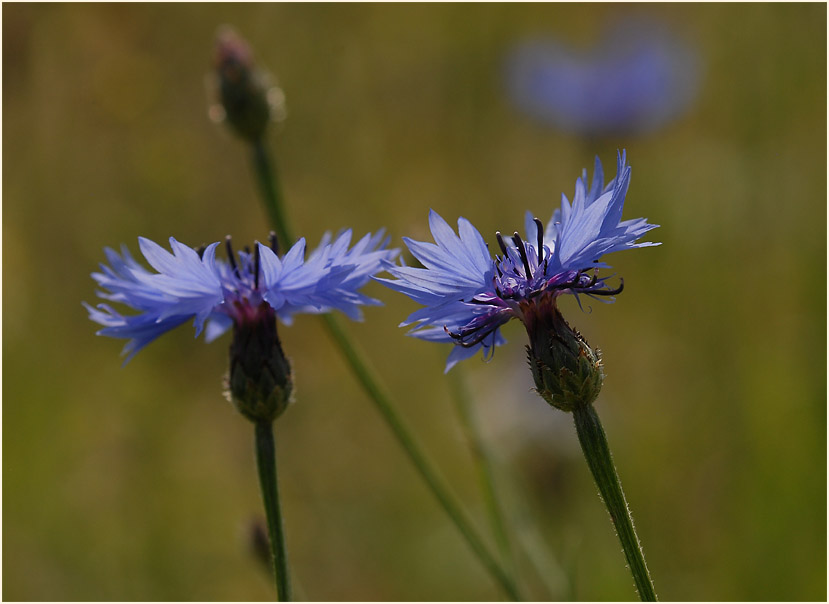 Kornblume (Centaurea cyanus)