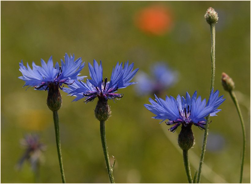 Kornblume (Centaurea cyanus)