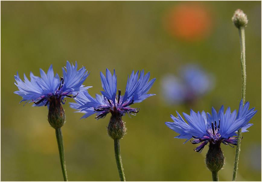 Kornblume (Centaurea cyanus)