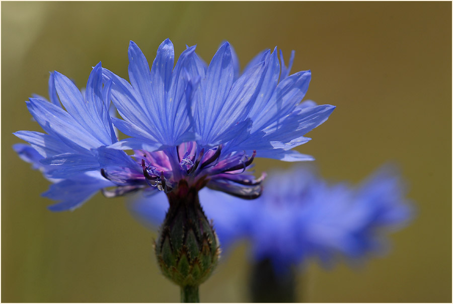 Kornblume (Centaurea cyanus)