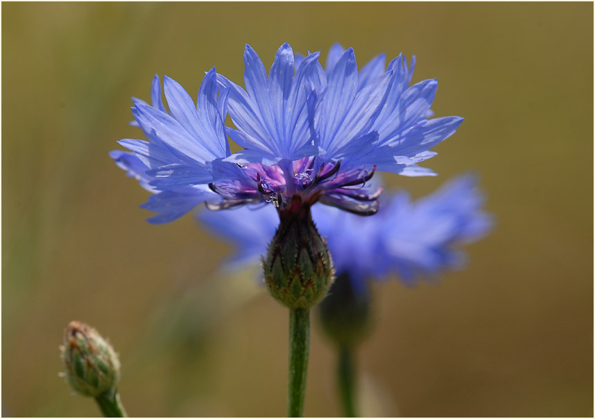 Kornblume (Centaurea cyanus)