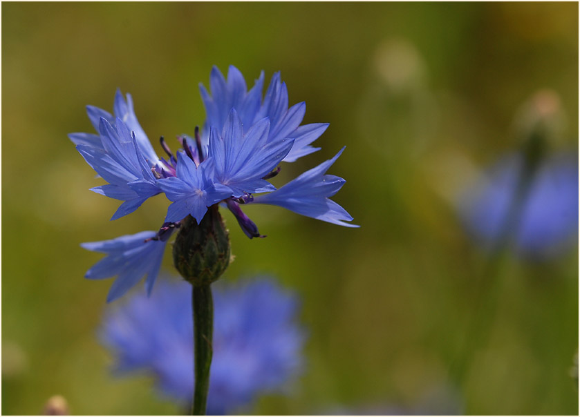 Kornblume (Centaurea cyanus)