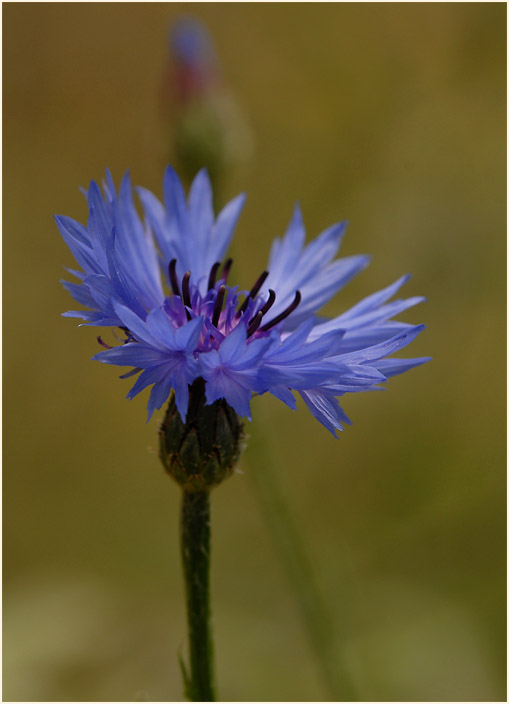 Kornblume (Centaurea cyanus)