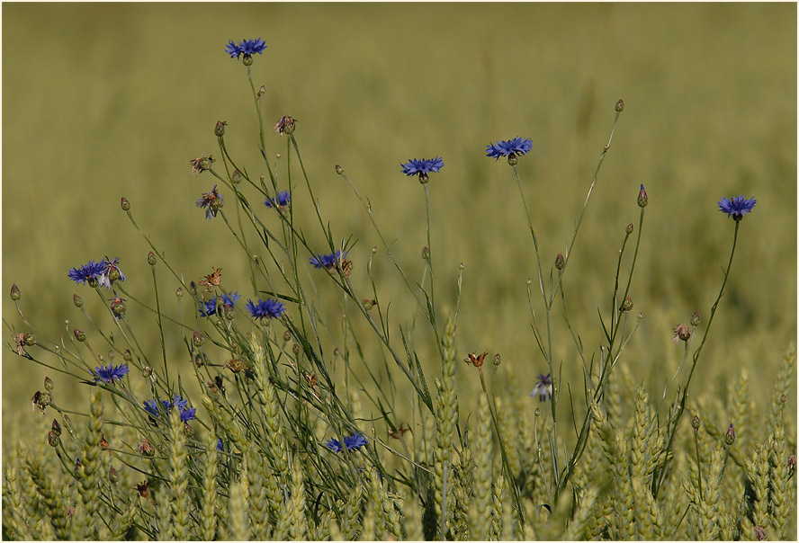 Kornblume (Centaurea cyanus)