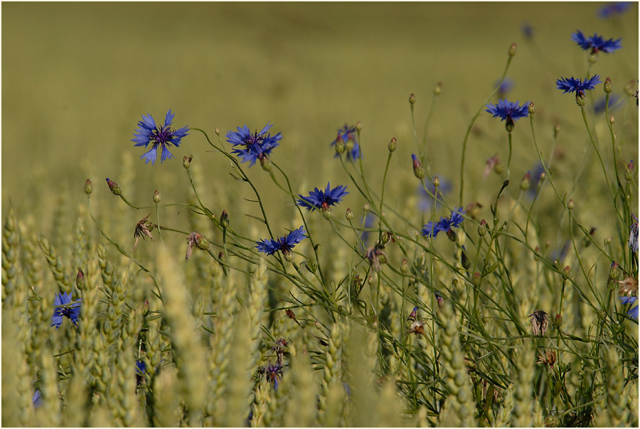 Kornblume (Centaurea cyanus)