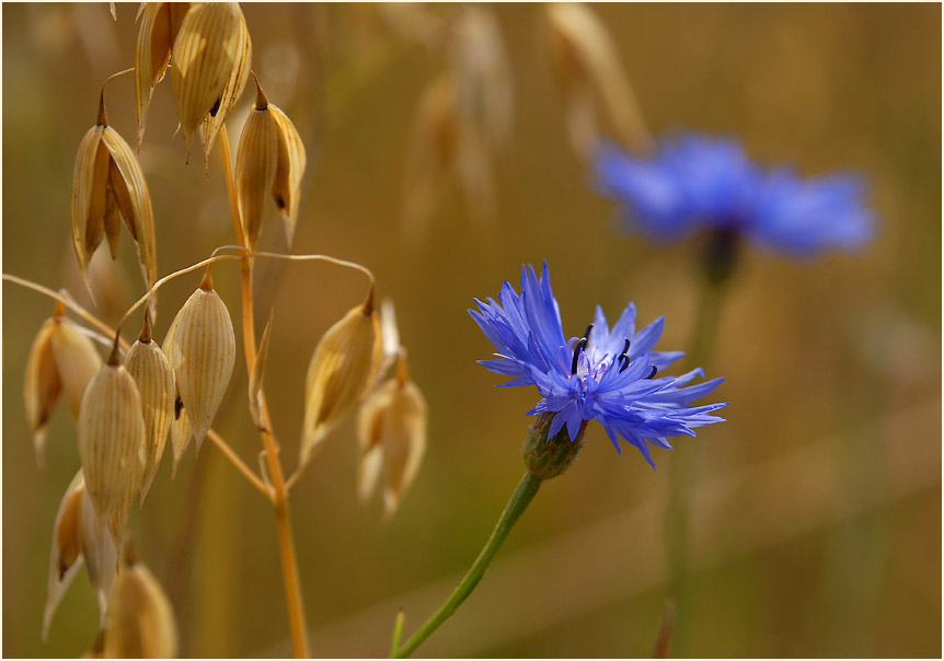 Kornblume (Centaurea cyanus)