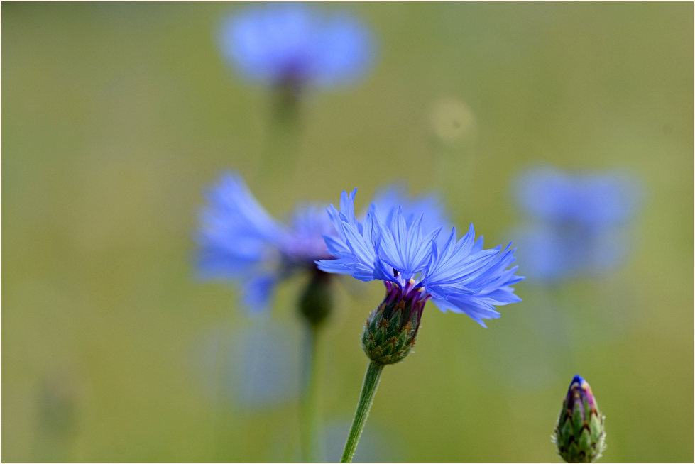 Kornblume (Centaurea cyanus)