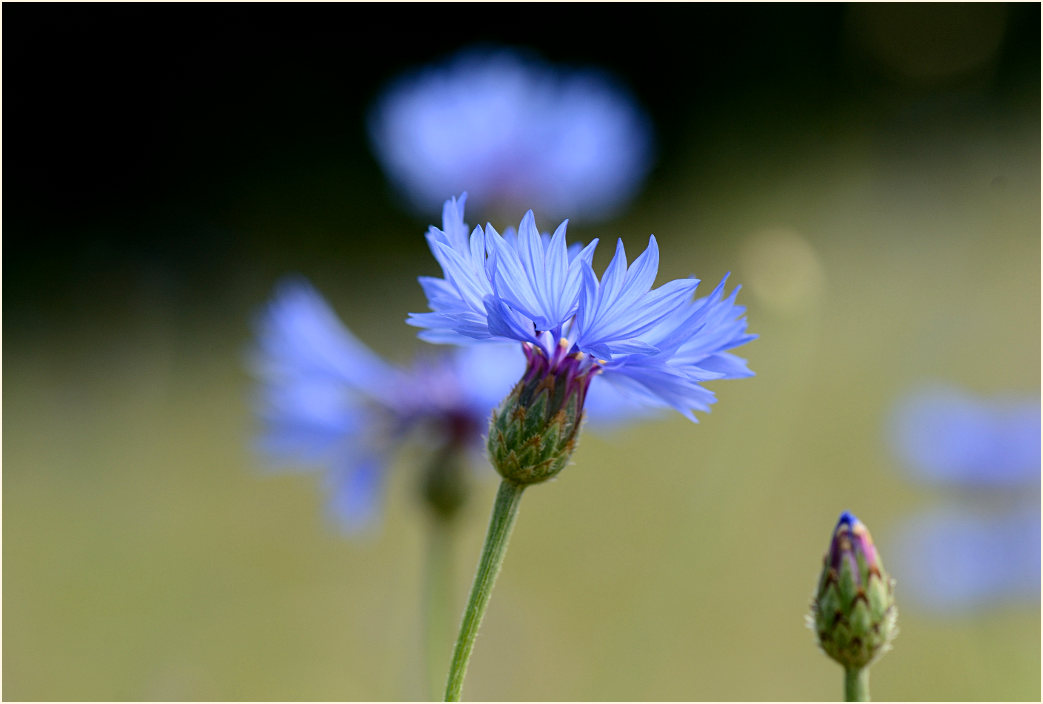 Kornblume (Centaurea cyanus)