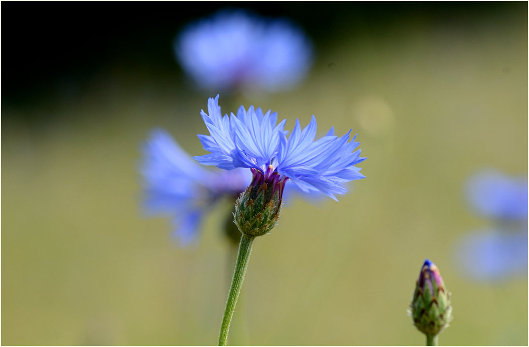 Kornblume (Centaurea cyanus)