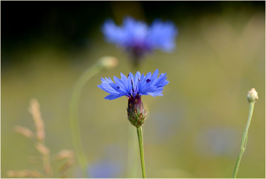 Kornblume (Centaurea cyanus)