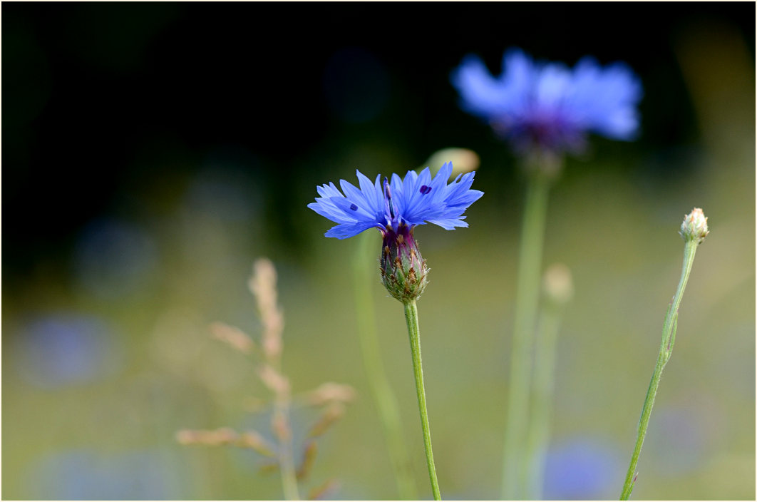 Kornblume (Centaurea cyanus)