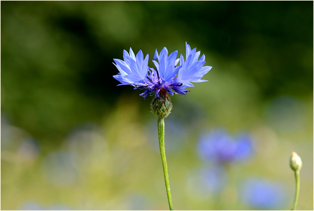 Kornblume (Centaurea cyanus)