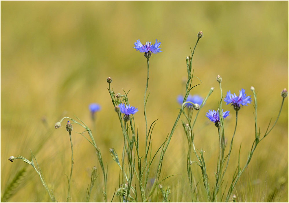 Kornblume (Centaurea cyanus)