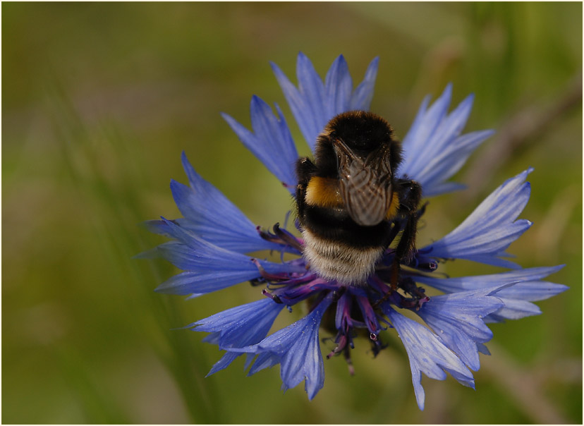 Kornblume (Centaurea cyanus)