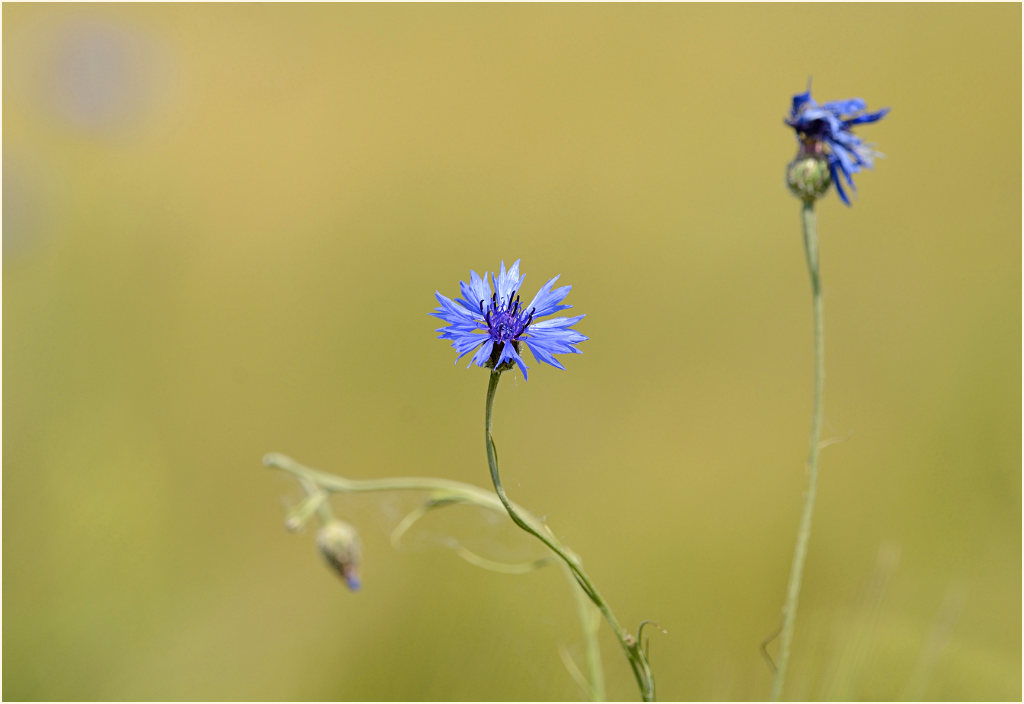 Kornblume (Centaurea cyanus)