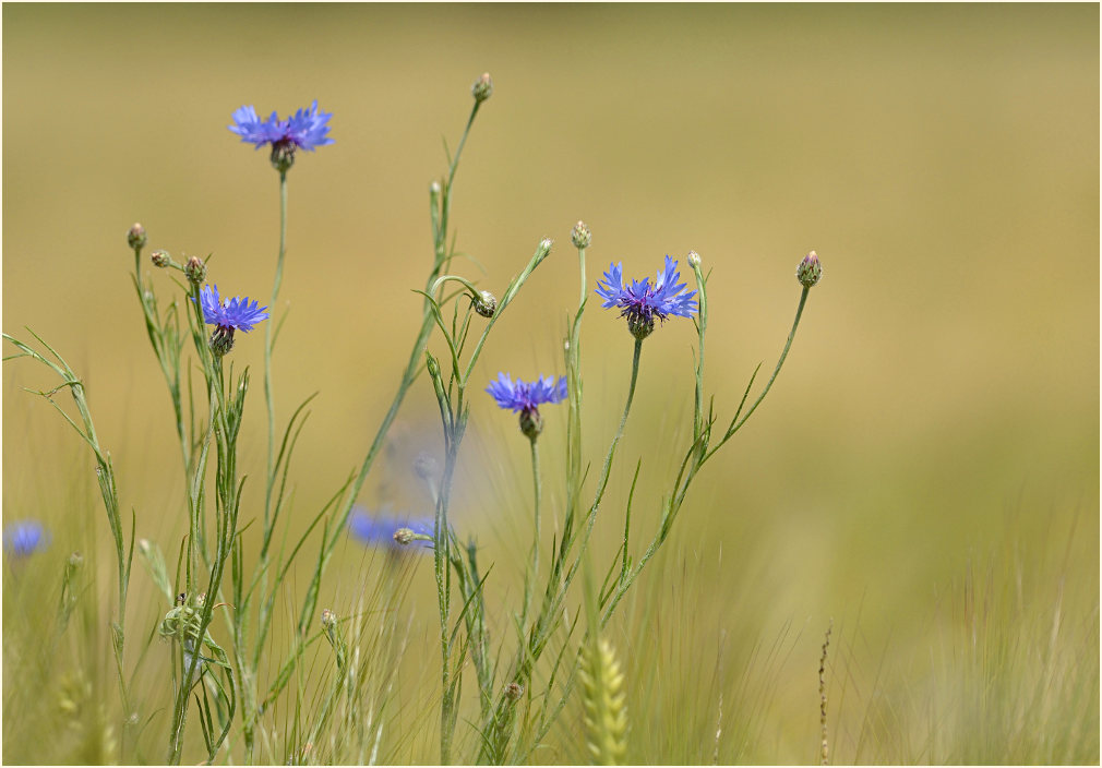 Kornblume (Centaurea cyanus)