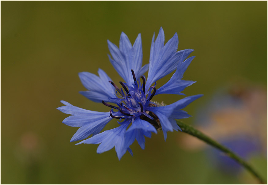 Kornblume (Centaurea cyanus)