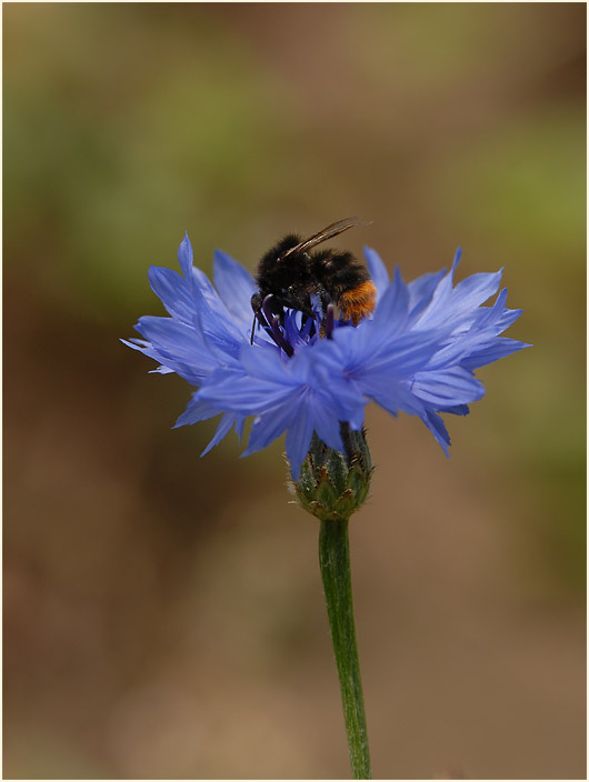 Kornblume (Centaurea cyanus)