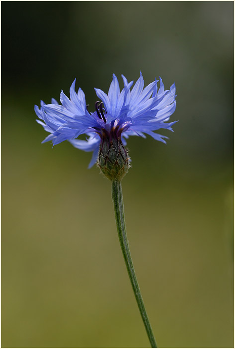 Kornblume (Centaurea cyanus)