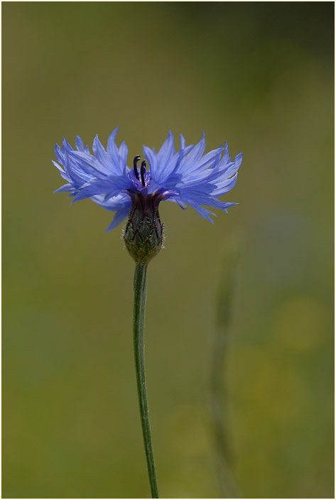 Kornblume (Centaurea cyanus)