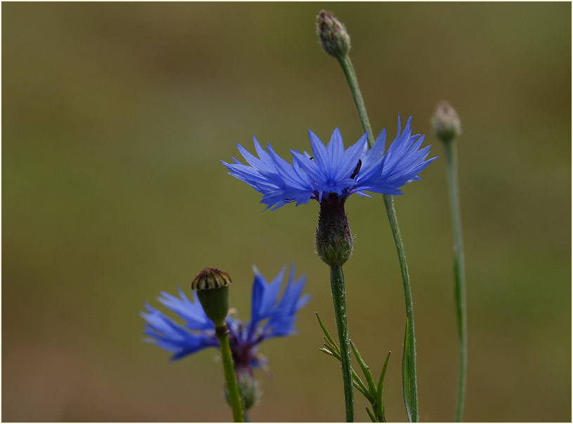 Kornblume (Centaurea cyanus)