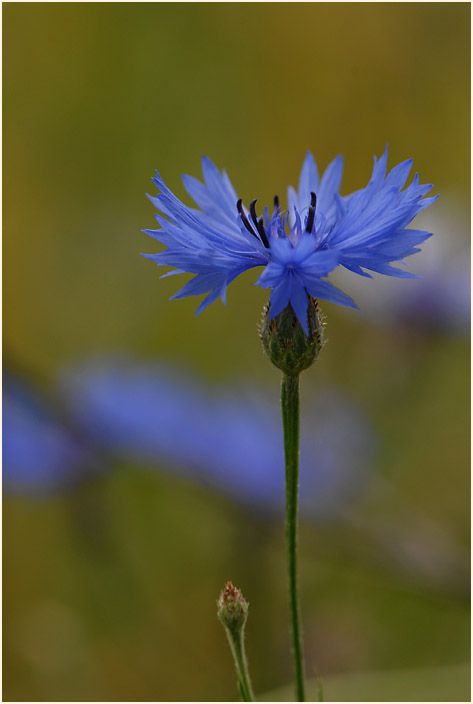 Kornblume (Centaurea cyanus)