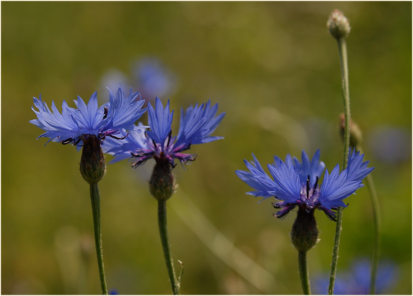 Kornblume (Centaurea cyanus)