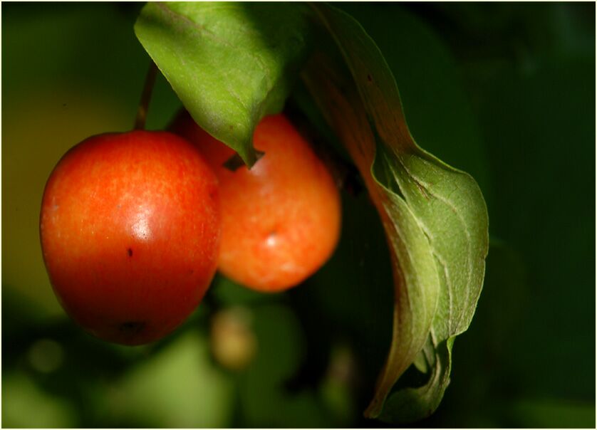 Kornelkirsche (Cornus mas.)