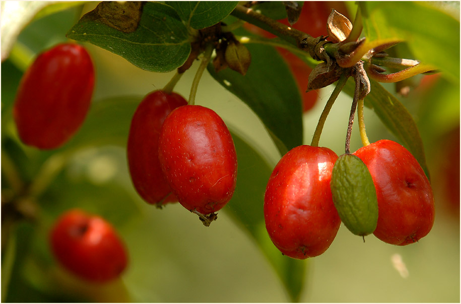 Kornelkirsche (Cornus mas.)