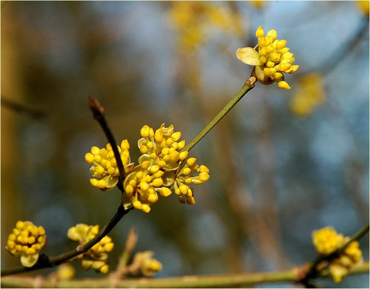 Kornelkirsche (Cornus mas.)