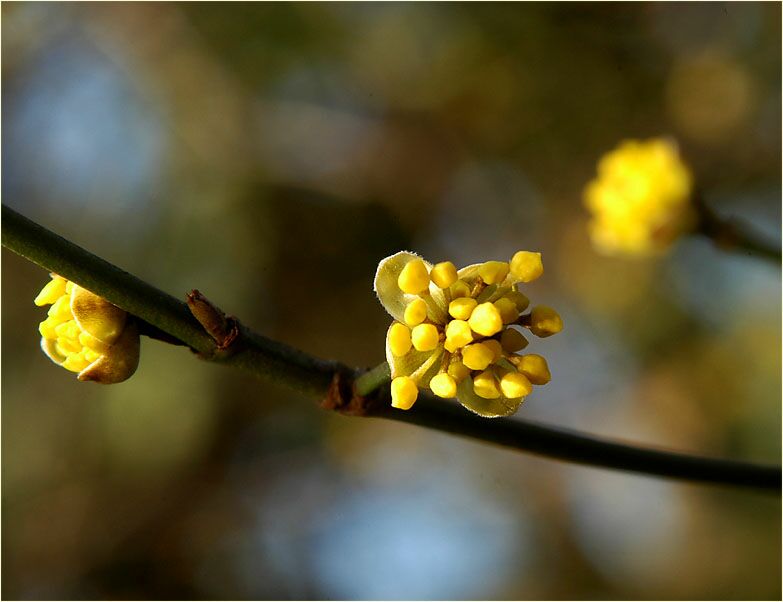 Kornelkirsche (Cornus mas.)