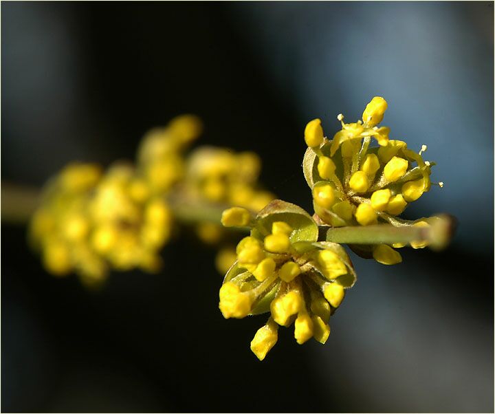 Kornelkirsche (Cornus mas.)