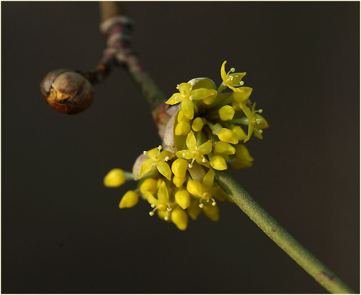 Kornelkirsche (Cornus mas.)