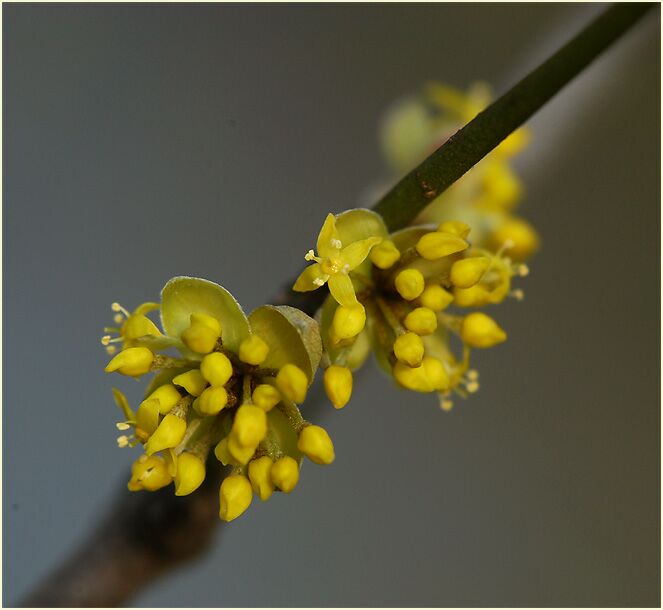 Kornelkirsche (Cornus mas.)