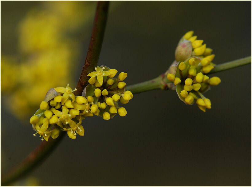 Kornelkirsche (Cornus mas.)