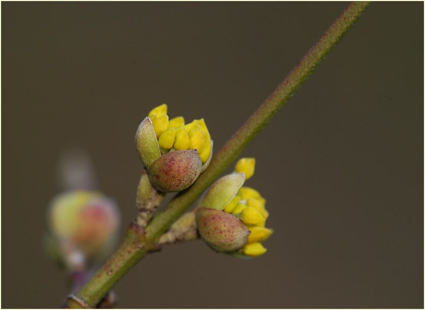 Kornelkirsche (Cornus mas.)