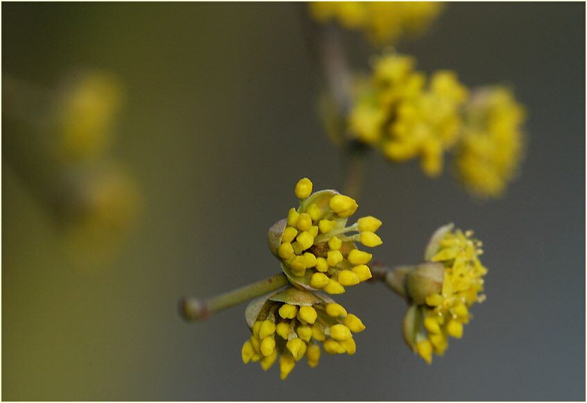 Kornelkirsche (Cornus mas.)