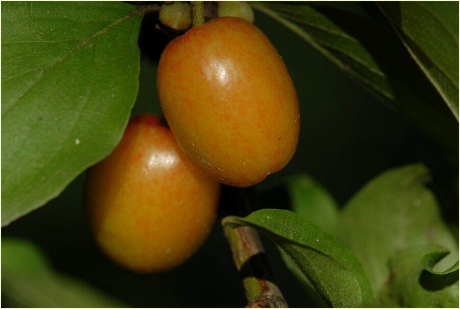 Kornelkirsche (Cornus mas.)