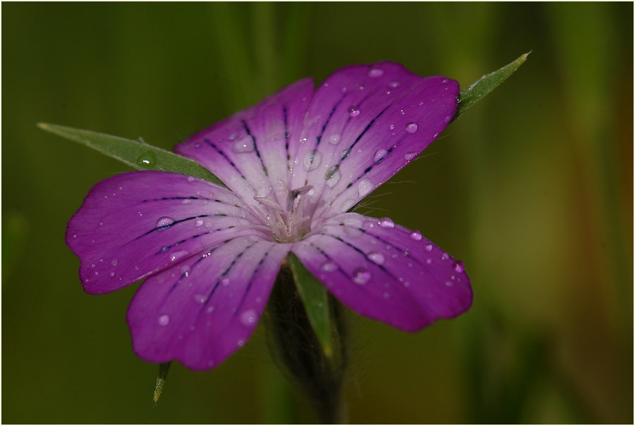 Kornrade (Agrostemma githago)