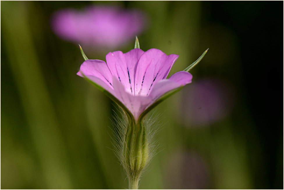 Kornrade (Agrostemma githago)