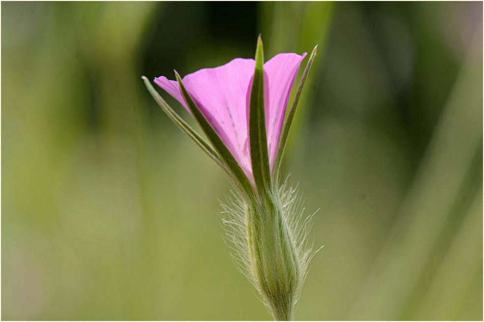 Kornrade (Agrostemma githago)