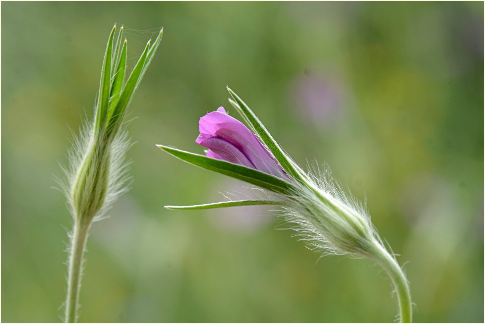 Kornrade (Agrostemma githago)