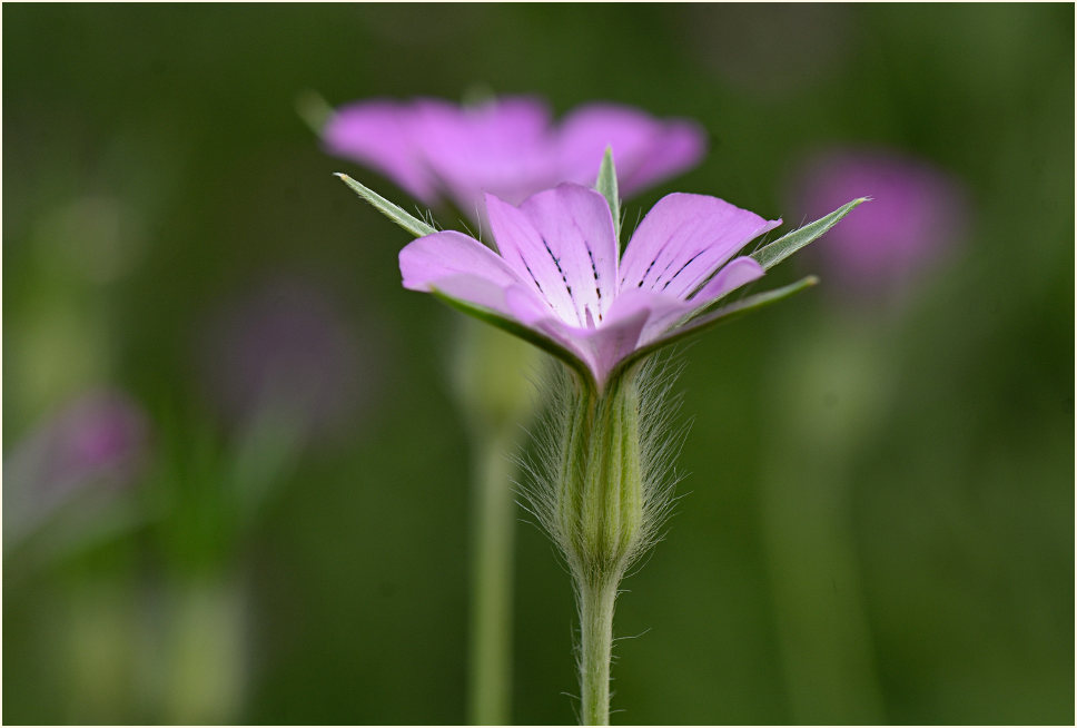 Kornrade (Agrostemma githago)