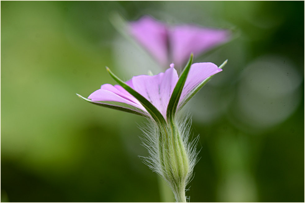 Kornrade (Agrostemma githago)