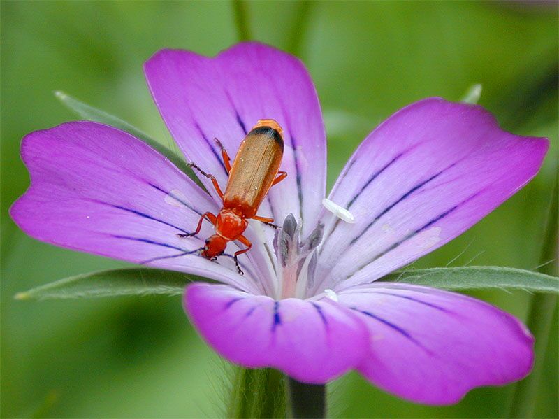 Brauner Weichkäfer auf Kornradenblüte