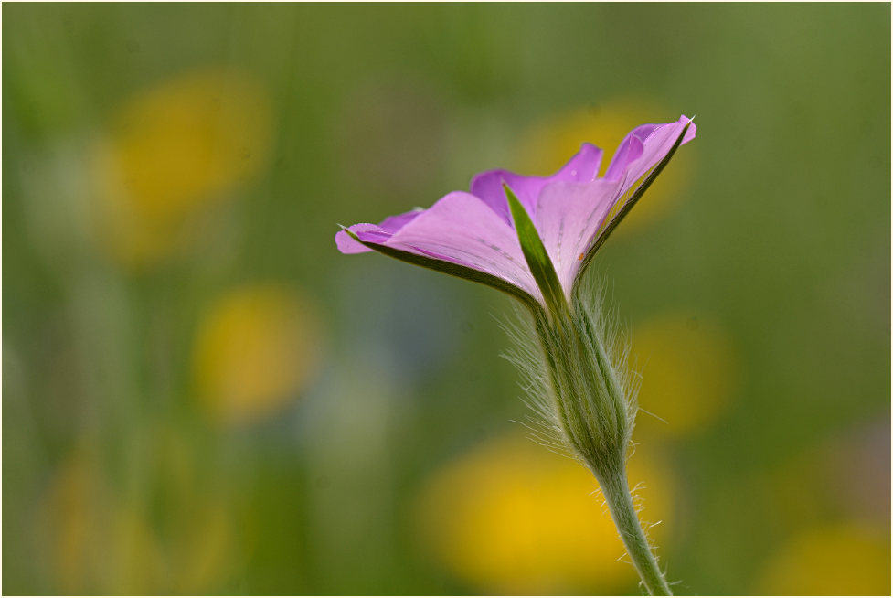 Kornrade (Agrostemma githago)