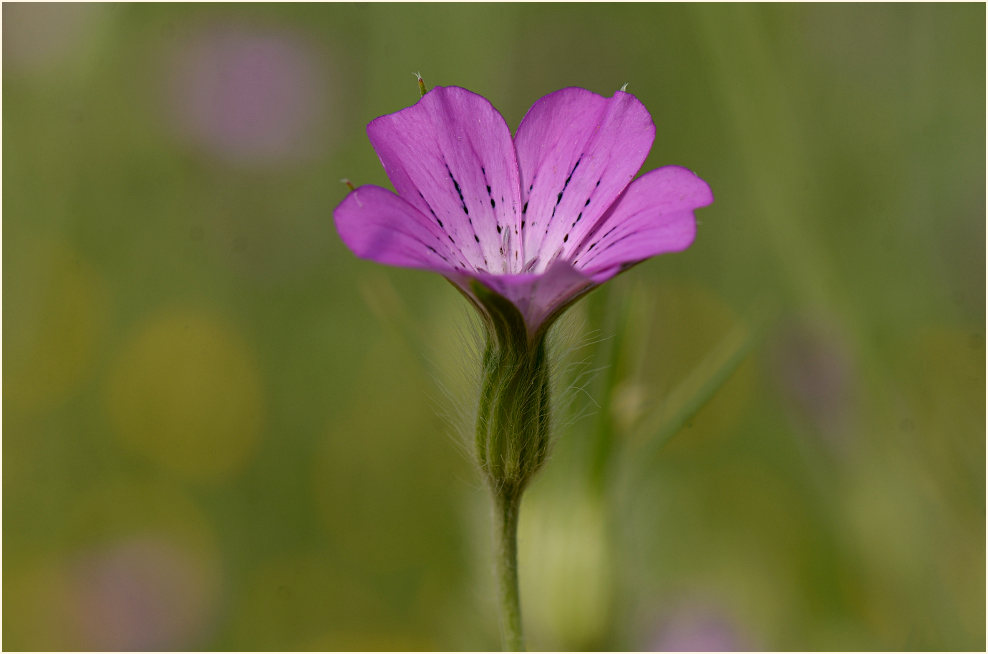 Kornrade (Agrostemma githago)