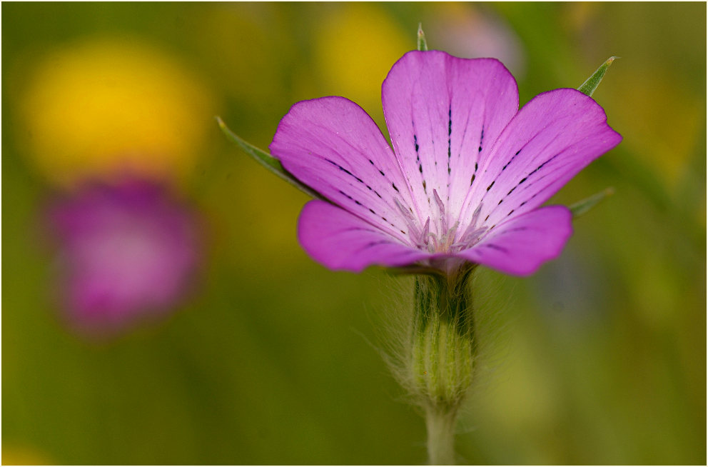 Kornrade (Agrostemma githago)