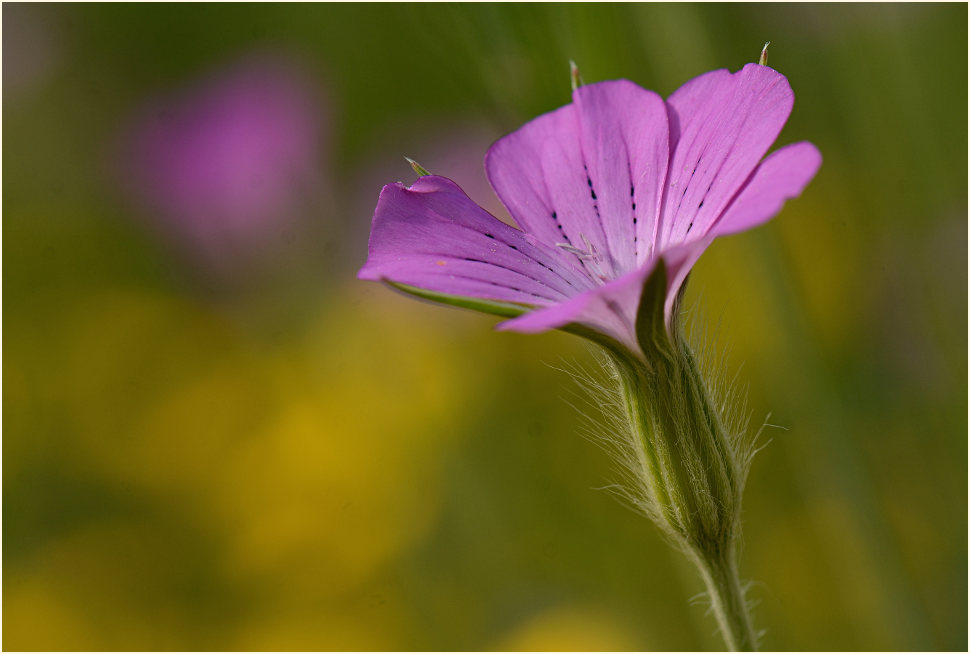 Kornrade (Agrostemma githago)