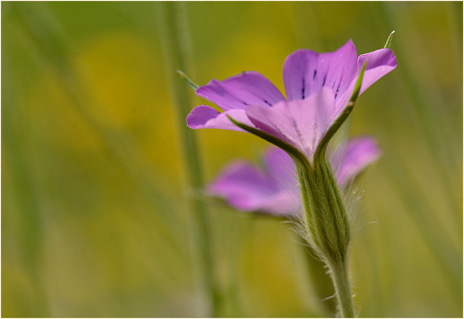 Kornrade (Agrostemma githago)